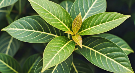 Lush Bon Leaves Natural Greenery Ample Copy Space Photo Editing Backdrop Designの写真素材