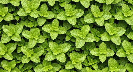Fresh Mint Leaves Background Green Pattern Layout Design Natural Organic Texture