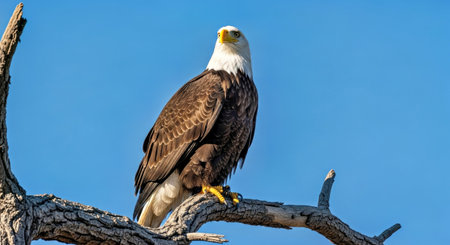 Powerful American Bald Eagle Haliaeetus Leucocephalus National Bird Wild Natureの写真素材