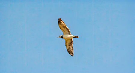 Majestic Wildlife Bird Soaring Gracefully Clear Blue Sky Freedom Flightの写真素材
