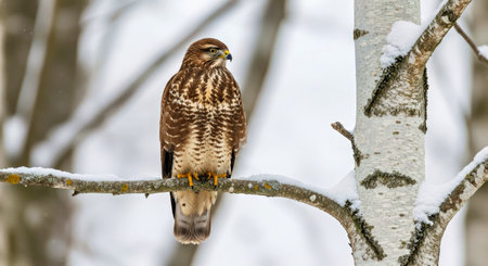 Common Buzzard Buteo Buteo Sitting Snowy Branch Winter Forest Wildlifeの写真素材