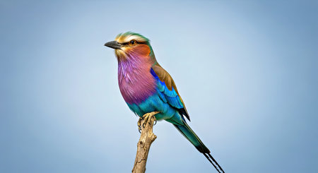 Lilac Breasted Roller Perched Vibrant Colorful Bird Wildlife Africaの写真素材