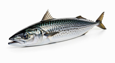 Fresh Mackerel Fish Isolated Clean White Background Healthy Seafood Ingredientの写真素材