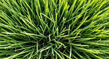 Fresh Green Grass Blades Spring Dew Drops Lush Natural Meadow Background