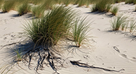 Beach Sparse Grass Sandy Soil Coastal Dune Area Natural Landscape Textureの写真素材