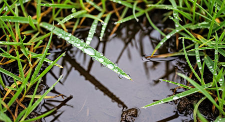 Wet Grass After Rainfall Visible Water Droplets Natural Green Landscape Texture