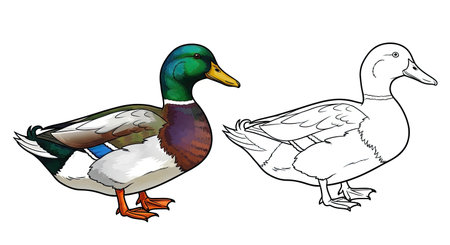 Asian Duck Coloring Sheet Featuring Full Color and Clean Line Art for Young Bird Loversのイラスト素材