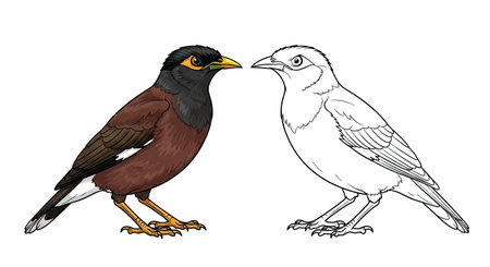 Common Myna Coloring Page with Realistic Colored and Detailed Outline Bird Illustrationsのイラスト素材