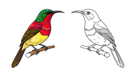 Crimson Sunbird Coloring Sheet Featuring Full Color and Clean Line Art for Young Bird Watchersのイラスト素材