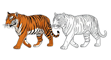 Bengal Tiger Coloring Sheet Featuring Full Color and Clean Line Art for Young Wildlife Loversのイラスト素材