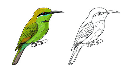 Green Bee Eater Coloring Page with Full Color and Detailed Line Art Birds Illustrationのイラスト素材