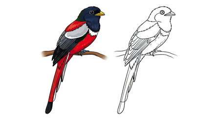 Malabar Trogon Coloring Page with Realistic and Outline Bird Illustration for Artのイラスト素材