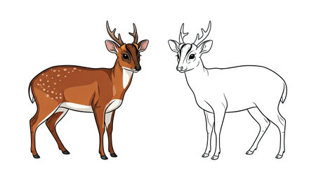 Indian Muntjac Coloring Page with Colored and Outline Deer for Nature Enthusiastsのイラスト素材