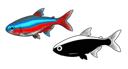 Neon Tetra Coloring Page with One Colored and One Outline Fish for Aquarium Loversのイラスト素材