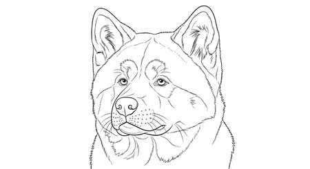 Noble Gentle Akita Dog Head Portrait Detailed Coloring Page for Adults and Canine Artのイラスト素材