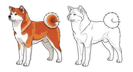 Akita Dog Coloring Page Featuring Both Vibrant Color and Clean Outline for Creative Funのイラスト素材