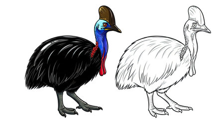 Cassowary Coloring Page with Full Color and Outline Bird for Kids and Adults Funのイラスト素材