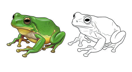 Eastern Dwarf Tree Frog Coloring Page with Dual Representation for Creative Learningのイラスト素材