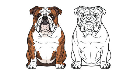 English Bulldog Coloring Page with Realistic Full Color and Clean Outline for Funのイラスト素材
