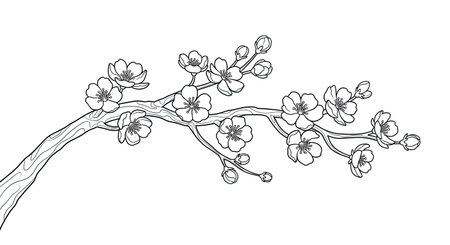 Serene Blossoming Tree Branch Adult Stress Relief Coloring Book Page Springtimeのイラスト素材