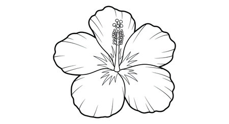 Exotic Blooming Hibiscus Five Large Petals Relaxing Adult Coloring Page Designのイラスト素材