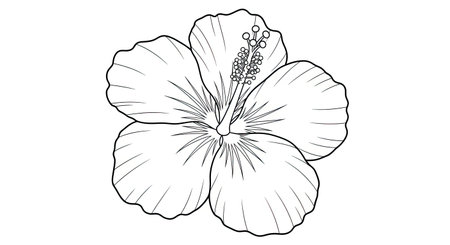 Vibrant Blooming Hibiscus Five Large Petals Adult Stress Relief Coloring Book Pageのイラスト素材