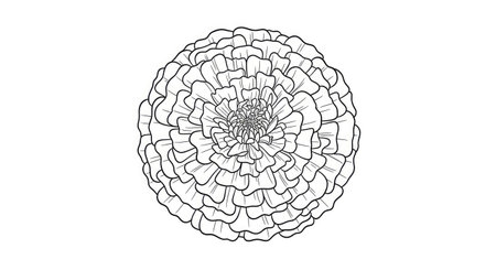 Marigold Bloom with Round Edges Adult Coloring Page Soothing Botanical Art Designのイラスト素材