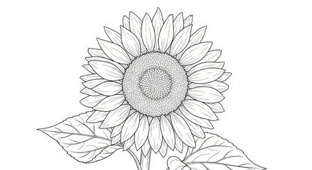 Radiant Single Sunflower Bloom Adult Coloring Page Summer Zen Relaxation Artのイラスト素材
