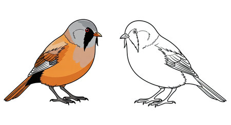 Bearded Reedling Coloring Page with Colored and Outline Bird Views Feathered Friends Artのイラスト素材