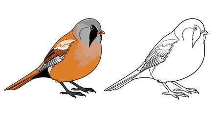 Bearded Reedling Coloring Page Featuring Realistic Colored and Clear Outline Bird Designのイラスト素材