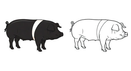 British Saddleback Pig Coloring Page Featuring Realistic Full Color and Clear Outline Swineのイラスト素材