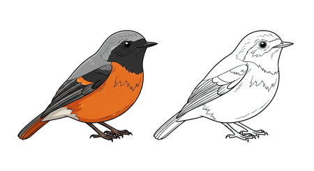 Common Redstart Coloring Page Featuring Realistic Color and Clear Outline Bird Design