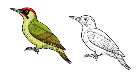 European Green Woodpecker Coloring Page with Colored and Outline Versions Forest Birdsのイラスト素材