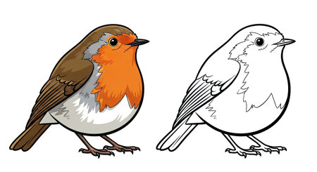 European Robin Coloring Page Featuring Realistic Color and Clear Outline Bird Studyのイラスト素材