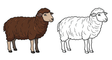 Ouessant Sheep Coloring Page Featuring Realistic Color and Clear Outline Ovine Designのイラスト素材