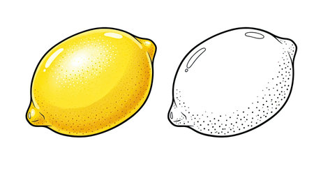 Lemon Coloring Page with Full Color and Outline Citrus Fruit Art Educational Activityのイラスト素材