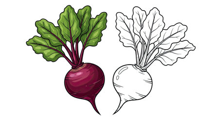 Beetroot Coloring Page with Full Color and Outline Vegetable Art Educational Resourceのイラスト素材