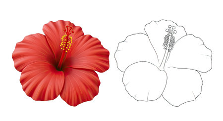 Cartoon Hibiscus Flower Coloring Page for Kids Tropical Flower Funのイラスト素材