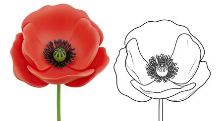 Fun Cartoon Poppy Flower Coloring Page with Color and Outline Versions for Kidsのイラスト素材