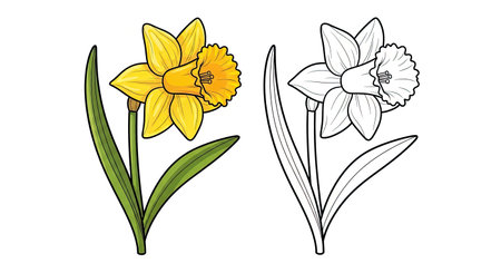 Adorable Cartoon Daffodil Flower Coloring Page for Kids Fun Educational Drawingのイラスト素材