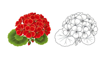 Cartoon Geranium Flower Coloring Page for Kids Garden Flower Funのイラスト素材