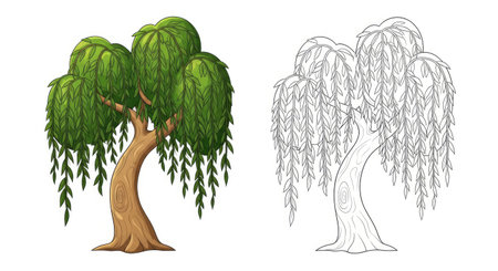 Graceful Cartoon Willow Tree Coloring Page Outline for Kids and Toddlersのイラスト素材