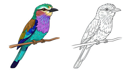 Beautiful Lilac Breasted Roller Dual Style Coloring Sheet One Colored One Outlineのイラスト素材