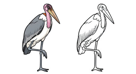 Bold Marabou Stork Coloring Page with Detailed Line Art and Colored Version for Referenceのイラスト素材