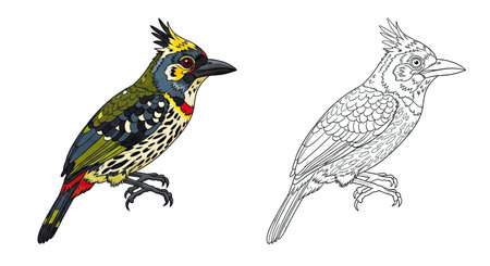 Crested Barbet Coloring Page with Two Artistic Variants Detailed Line Art and Colored Versionのイラスト素材