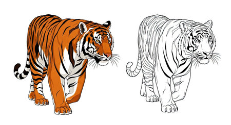 Powerful Bengal Tiger Coloring Page with a Full Color and Outline Version for Fun