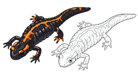 Unique Himalayan Salamander Coloring Page in Twin Format for Learning and Funのイラスト素材