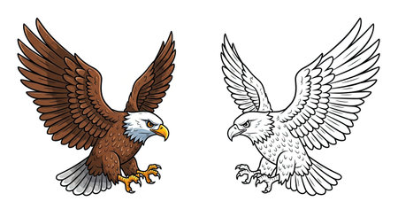 A powerful comparison of a bald eagle in flight, showing a realistic full-color version next to a detailed grey-scale or line art drawing for bird enthusiasts.のイラスト素材