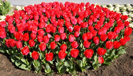 red and pink tulips in the city Parkの写真素材