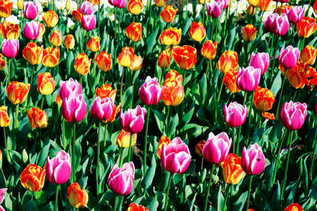Red ,yellow and colorful tulips in city parkの写真素材